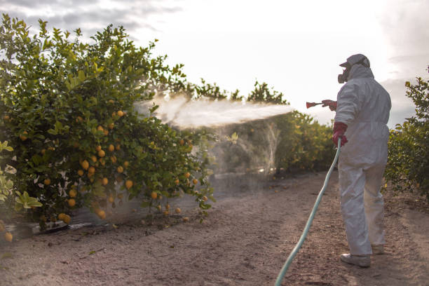 Best Pest Prevention Services  in New Martinsville, WV