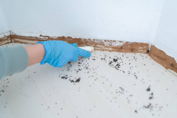 Best Mosquito Control Services  in New Martinsville, WV